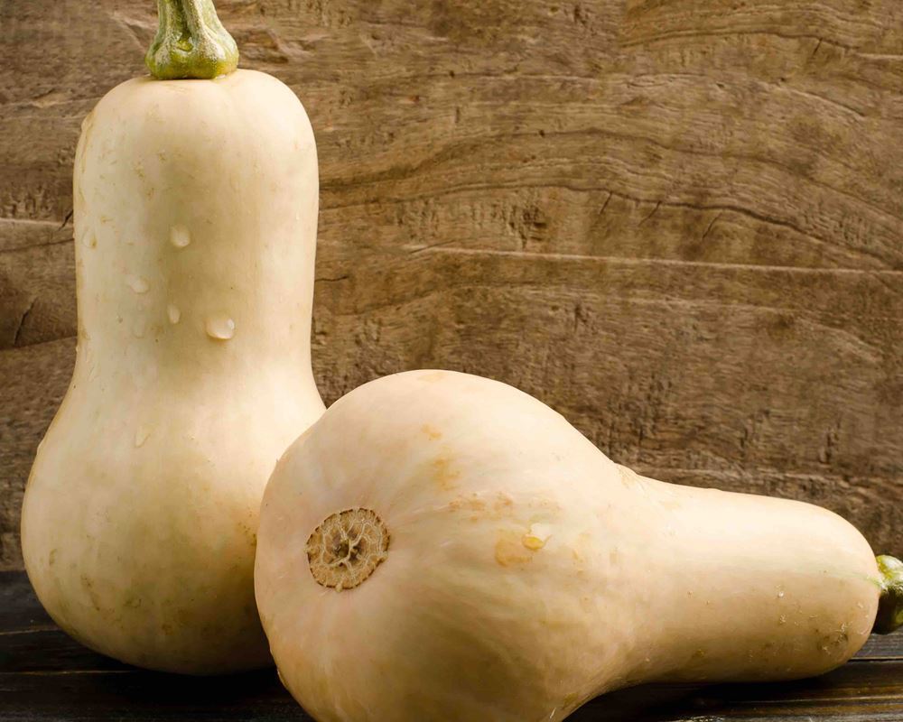 Squash Butternut