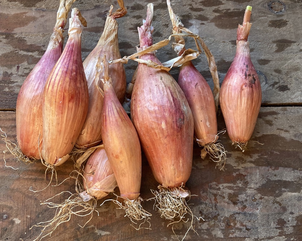 Shallots