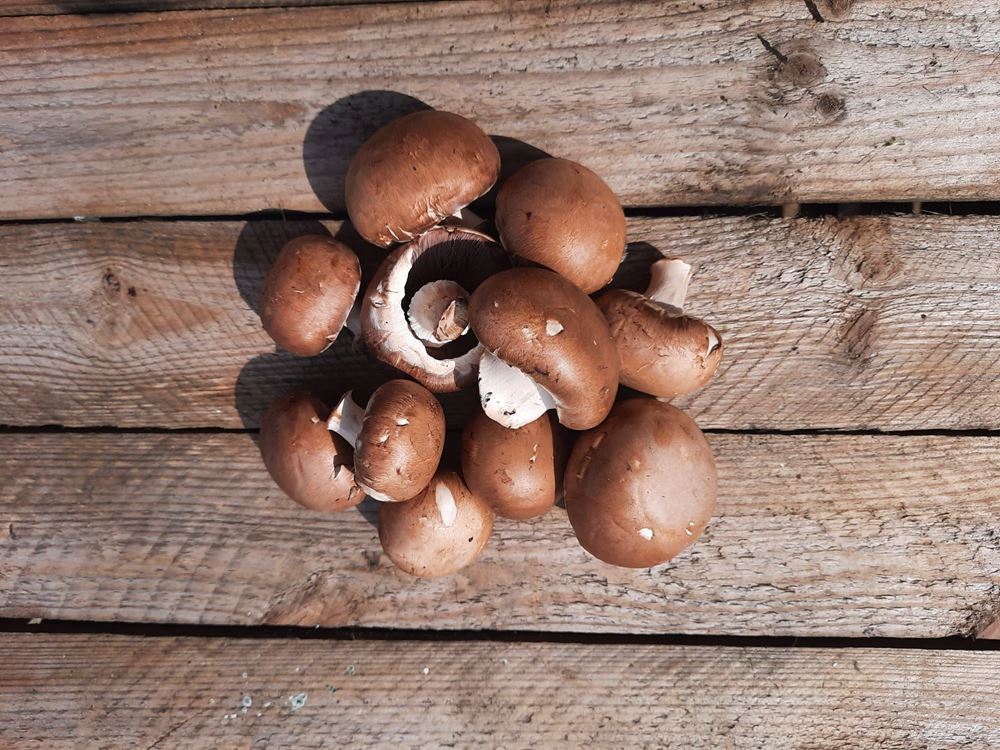 Mushrooms (150g) 🇬🇧