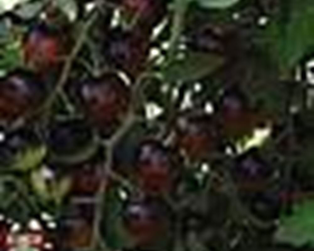 Black Cherry tomatoes