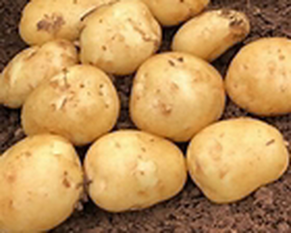 acoustic potato