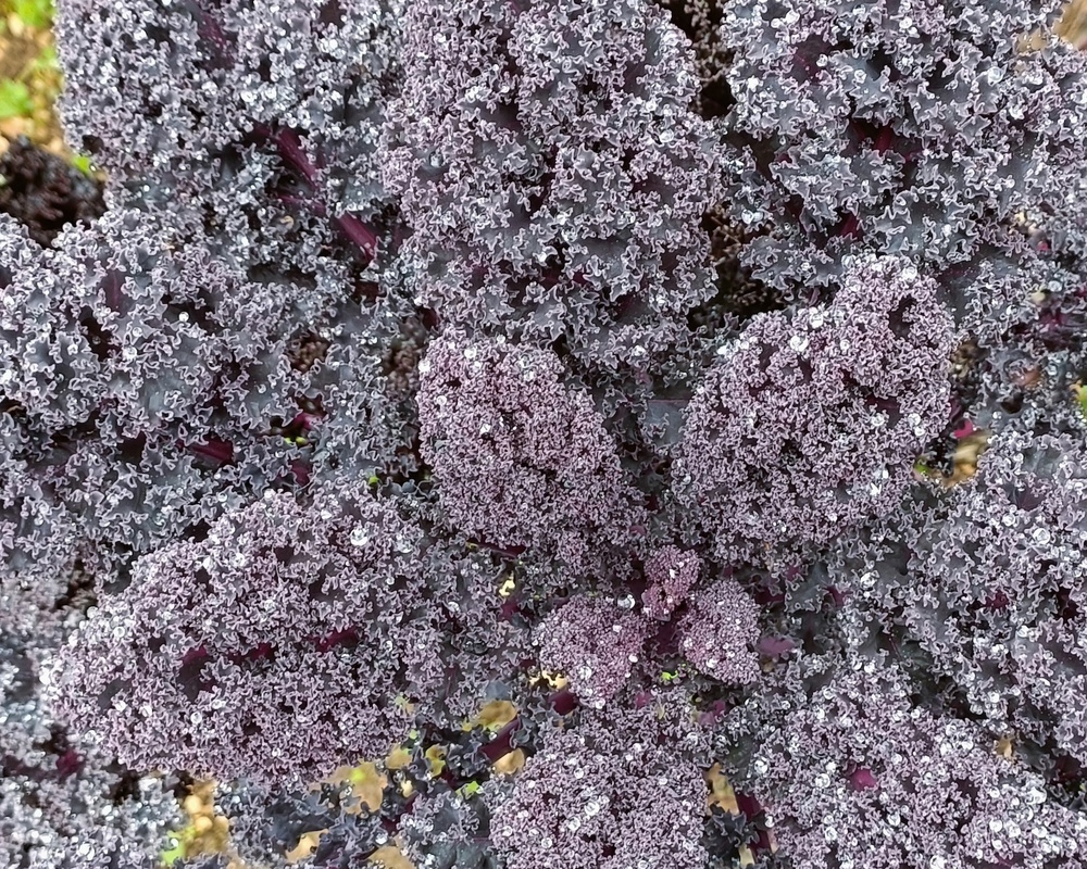 Redbor Curly Kale