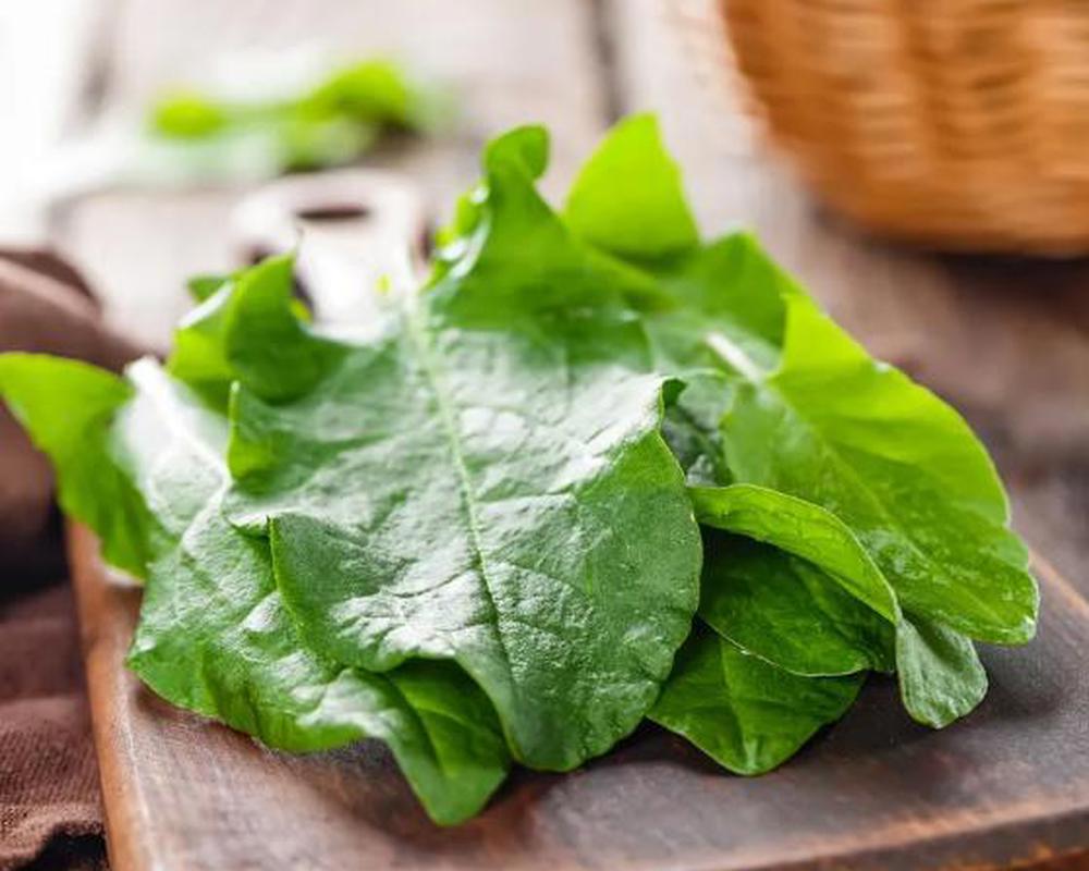 Sorrel - Fresh Leaf