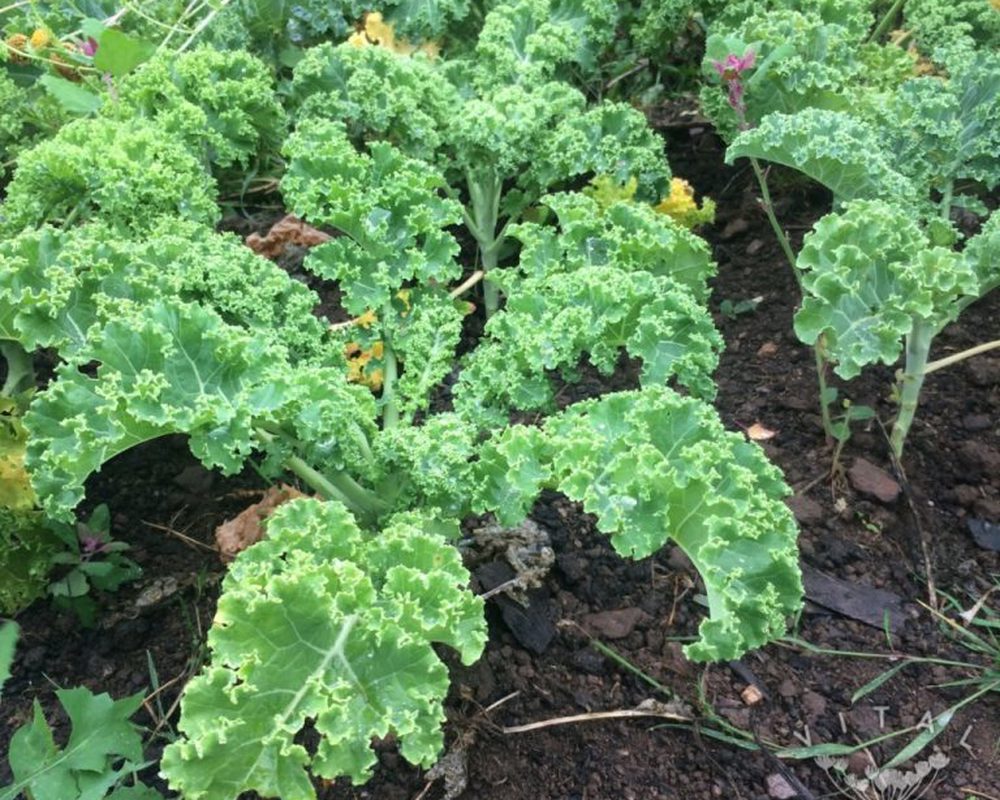 Kale (Dwarf Green)