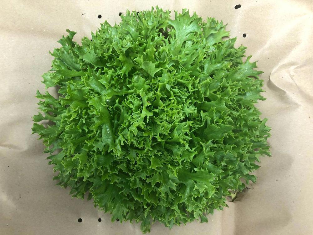 Lettuce (x1)