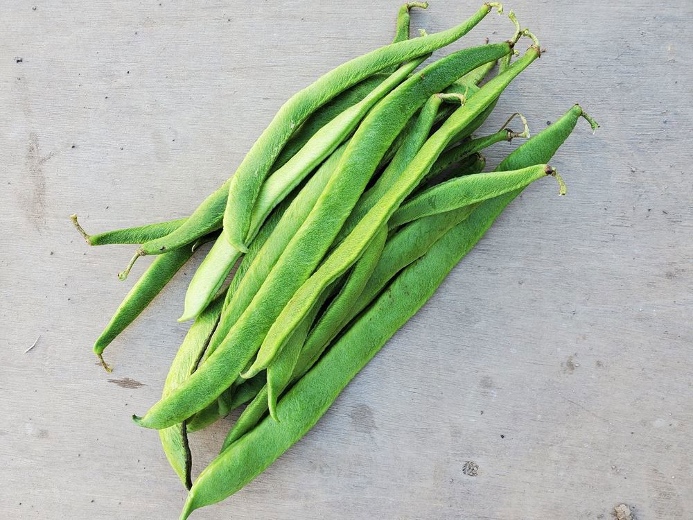 Beans - runner