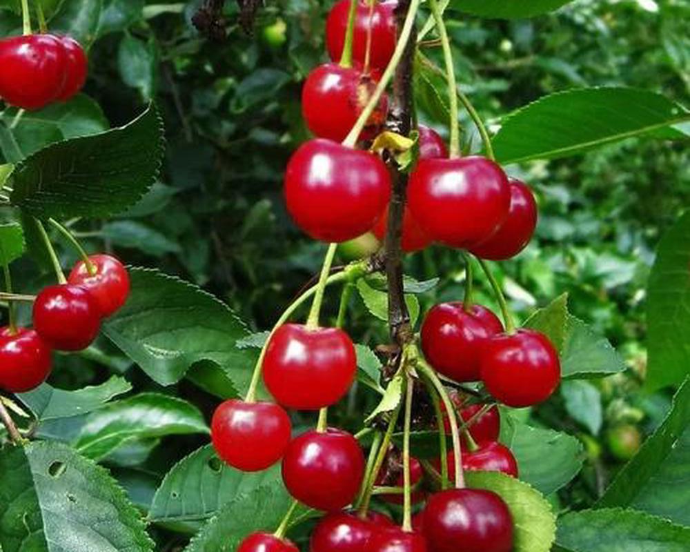 Montmorency Sour Cherry Tree
