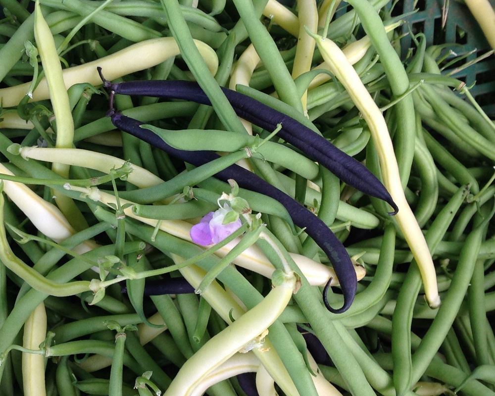 V.Beans- Fine French - approx 150g