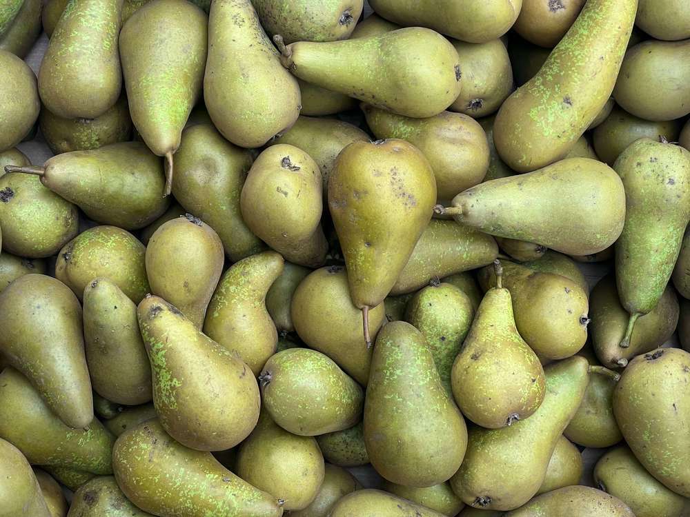 Pears - British Organic Conference / 5 - 8 units