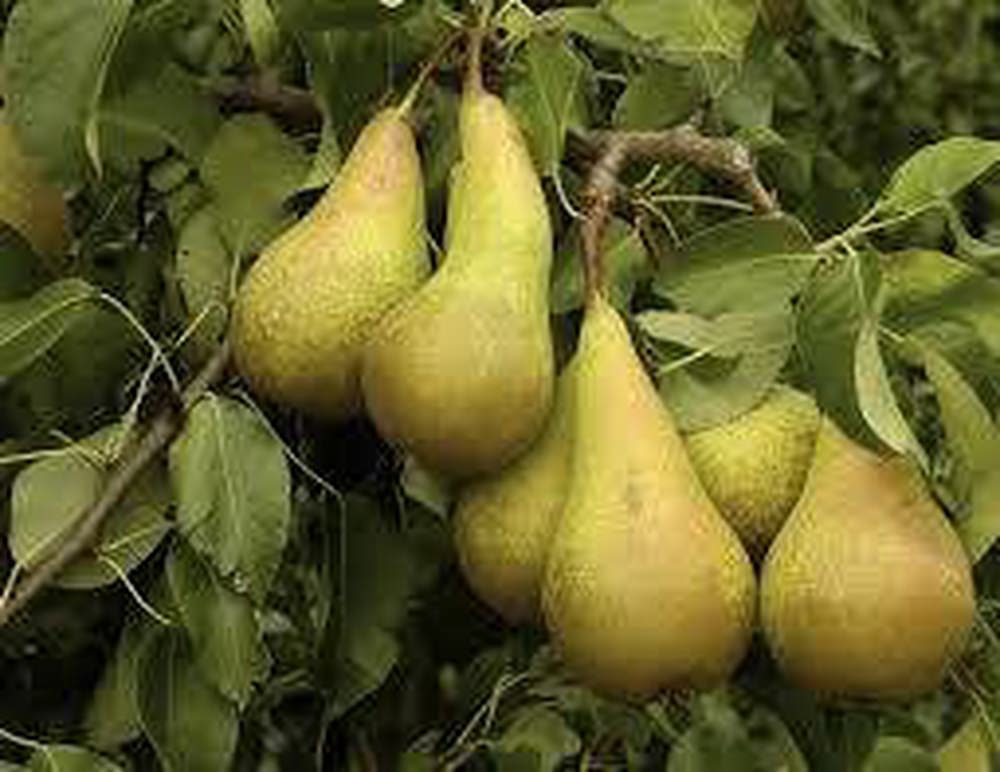 Pears - Organic Conference