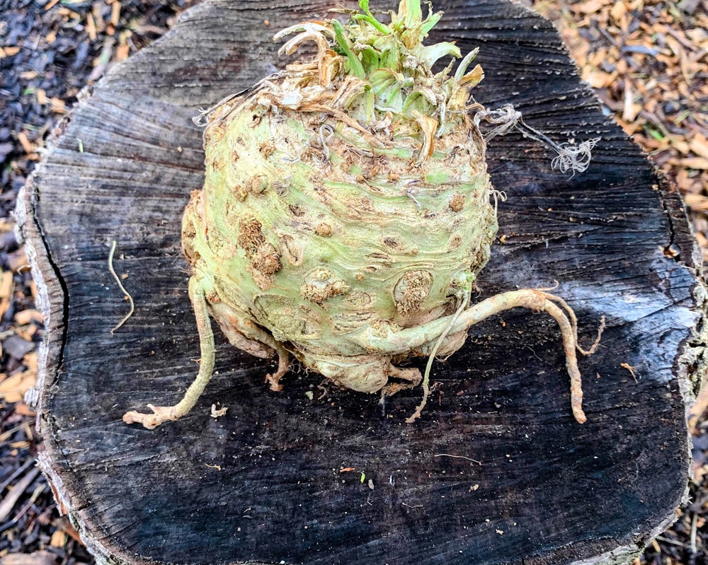 Organic Celeriac (600-800g)