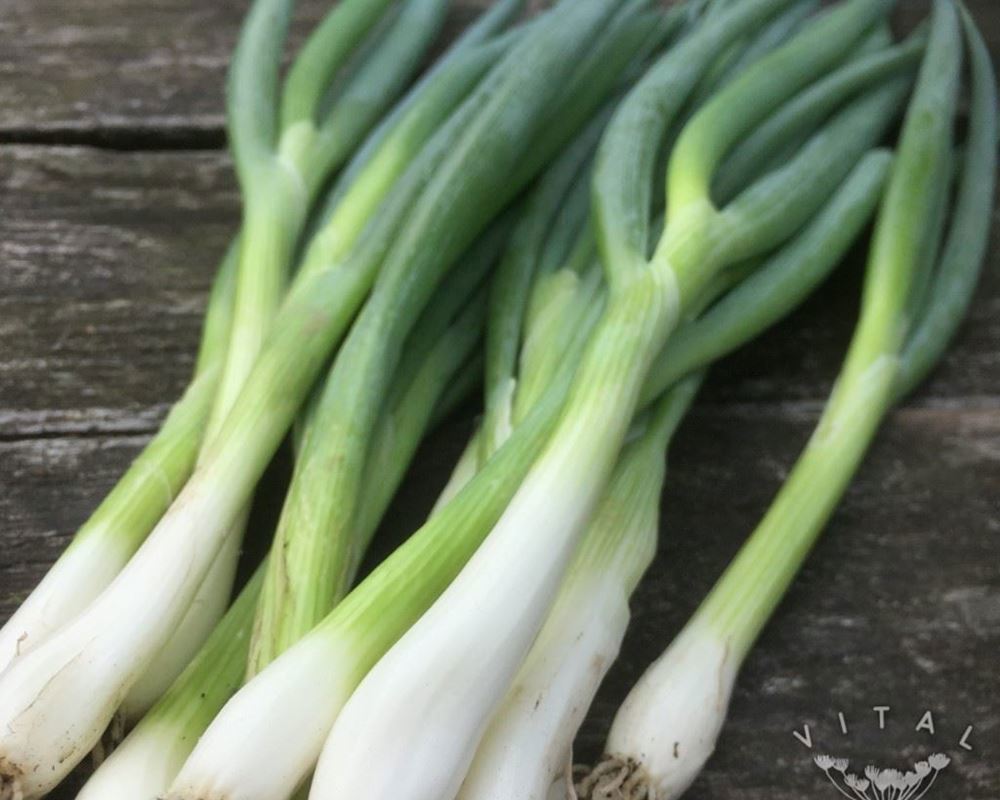 Spring Onions EKG