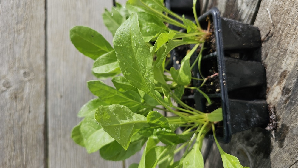 ( Plugs x6) Spinach Beet (Own Grown)