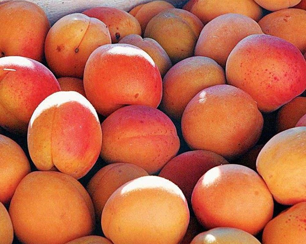 Apricot