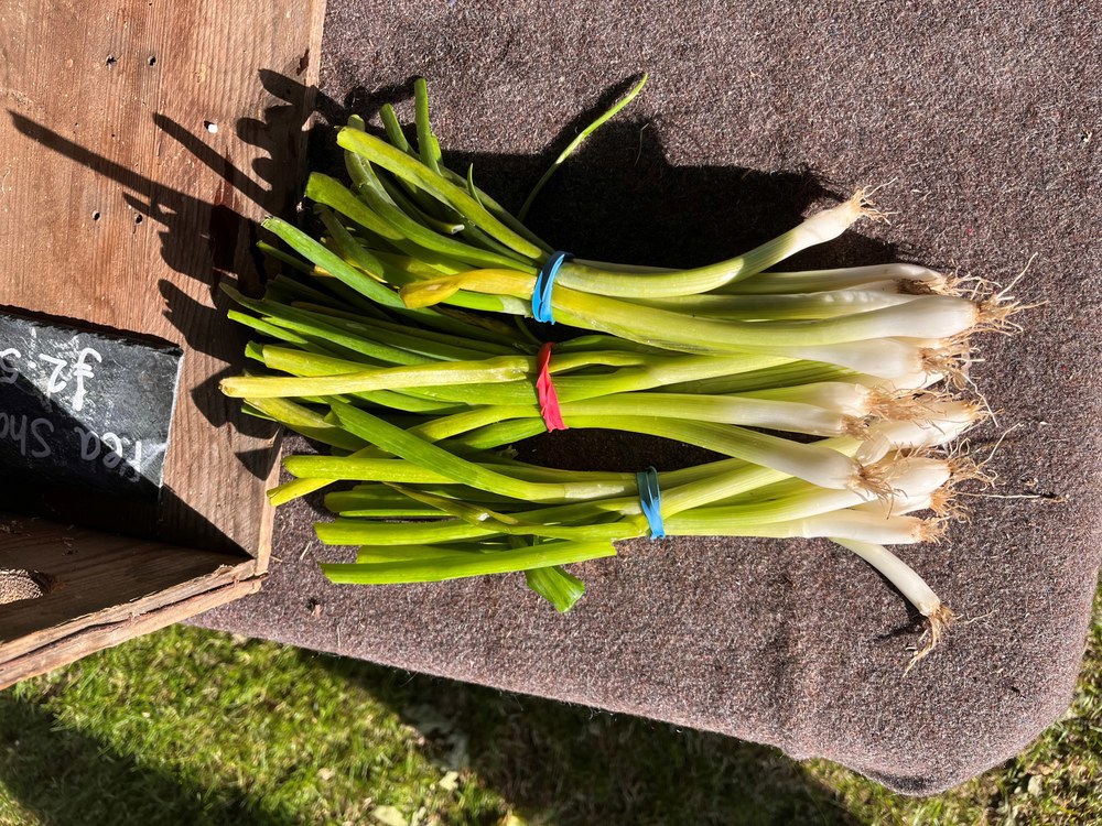 Spring onions