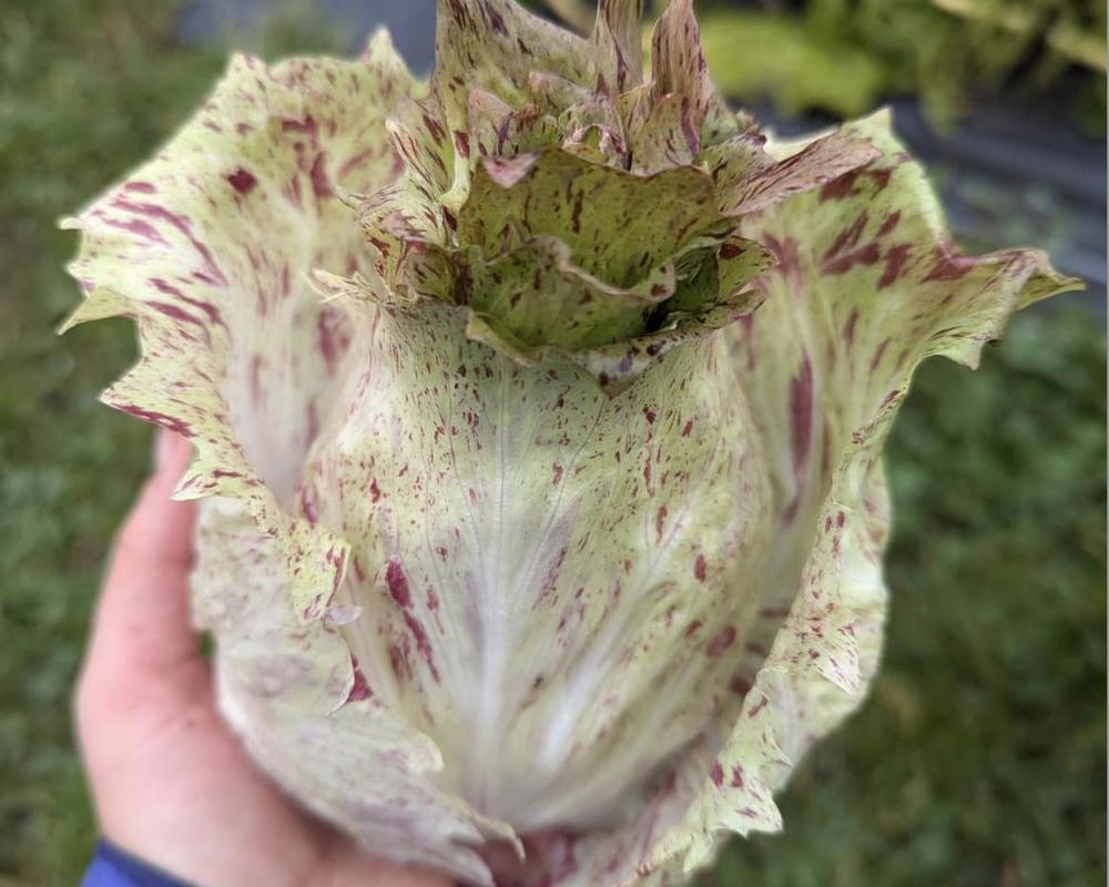 Chicory