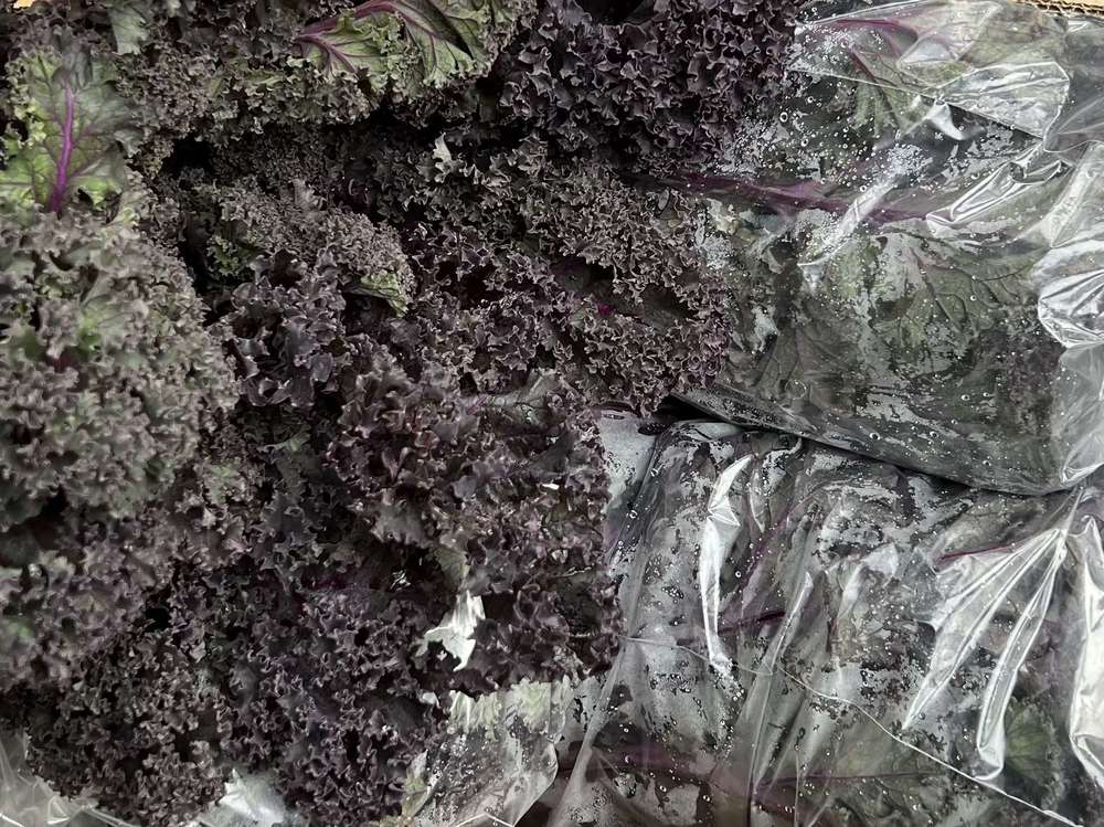 Organic Kale Red