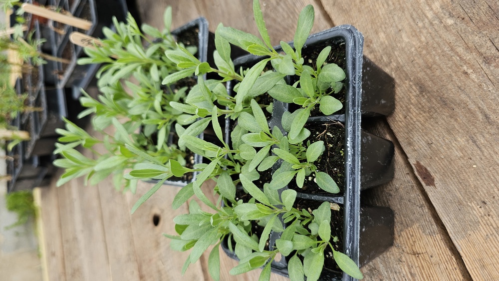 ( Plugs x6) Hyssop - herb (Own Grown)
