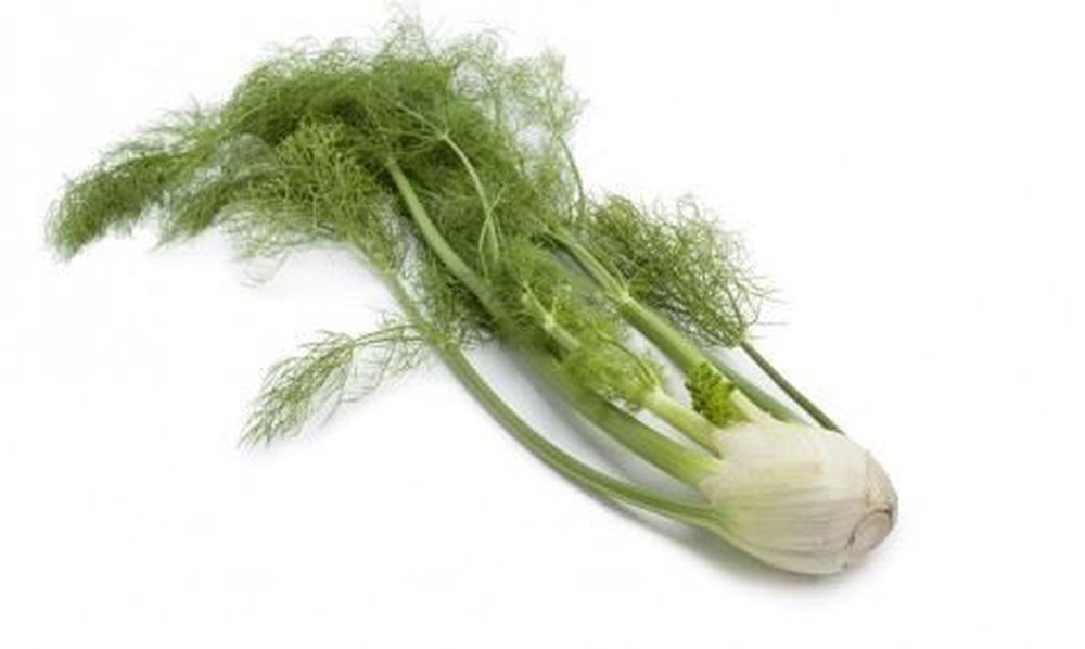 Fennel (BULB)