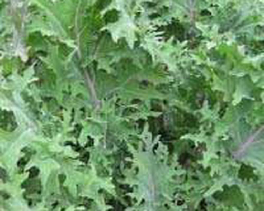 Kale - Mixed (250g) (Own Grown)