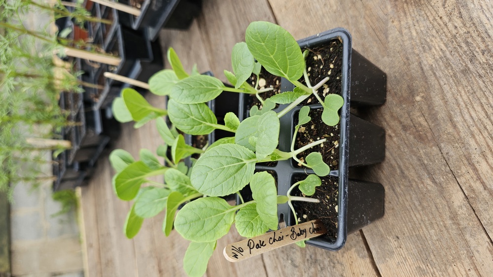 ( Plugs x6) Pak Choi - Baby Choi (Own Grown)
