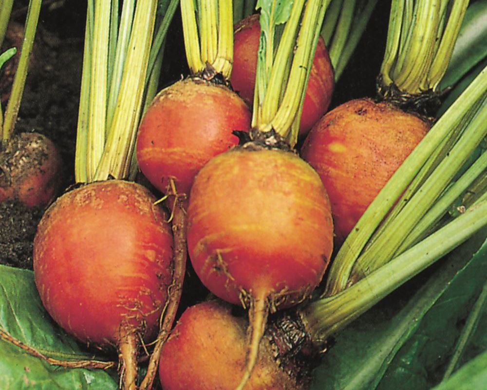 Beetroot Golden- Organic (500g)