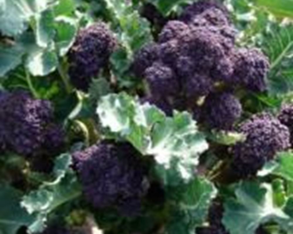 Broccoli - PSB Organic