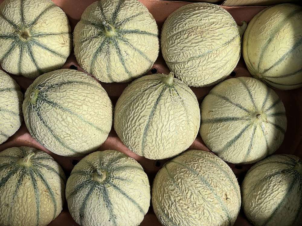 Melon Charentais