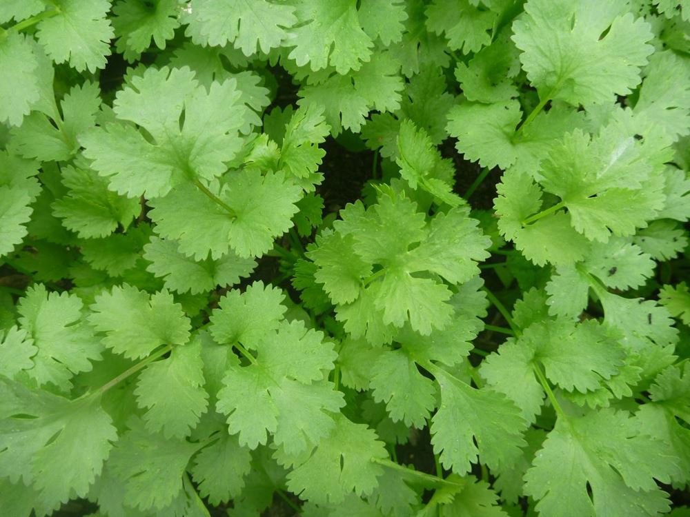 Coriander, 50g