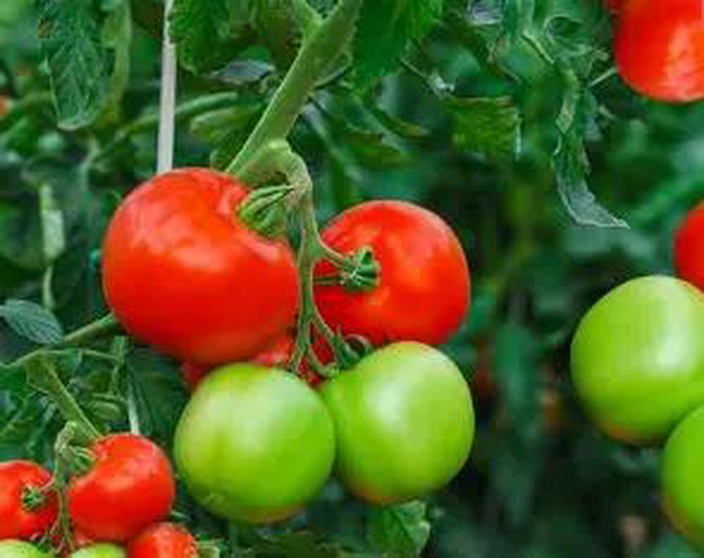 Henbant Large Tomatoes 500g