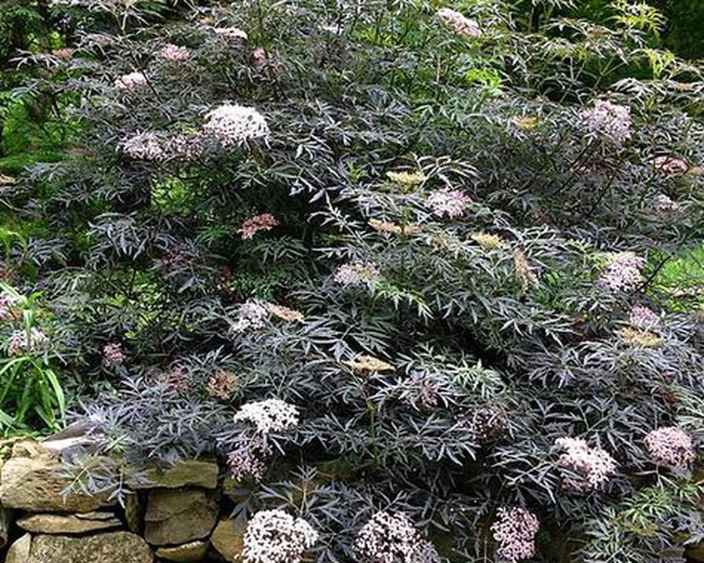 Elderberry - Blacklace