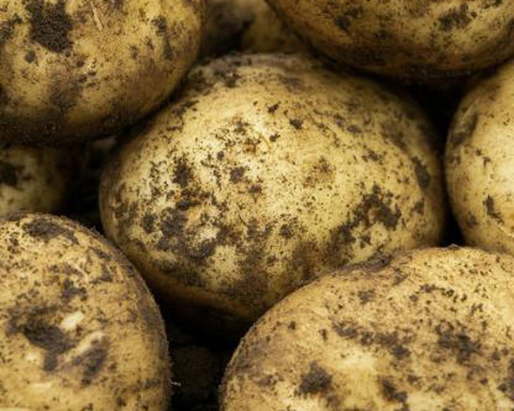 Potatoes