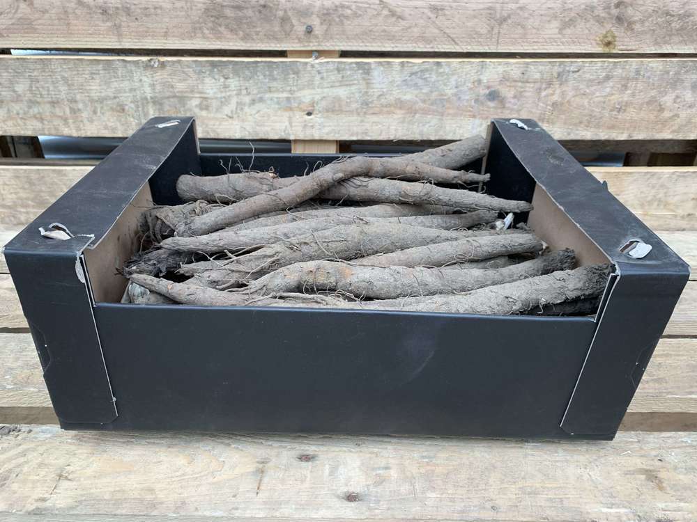 Organic Burdock