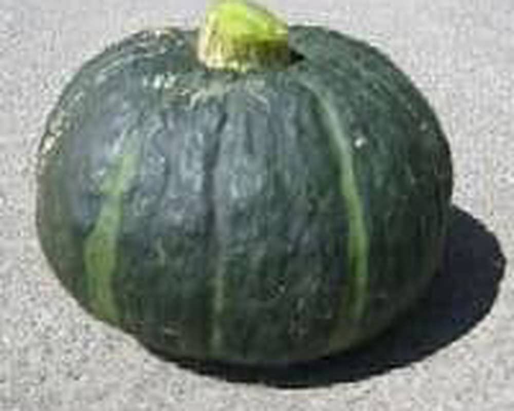 Kambocha Squash