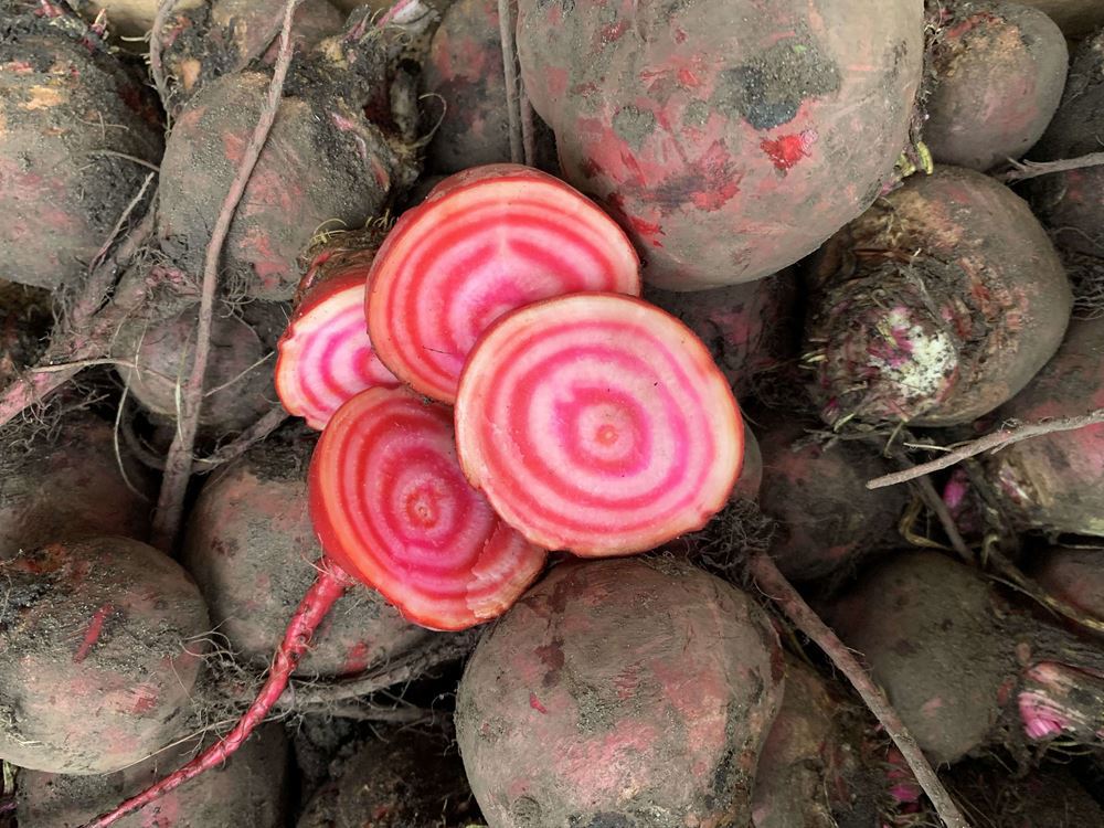 Beetroot - Chioggia - Loose (Lancashire, UK)