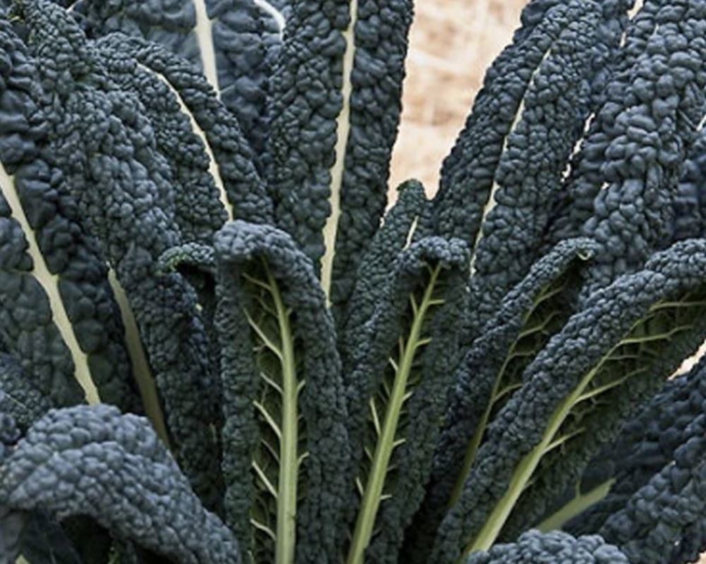 Kale, Calvo Nero (200g) 🇬🇧