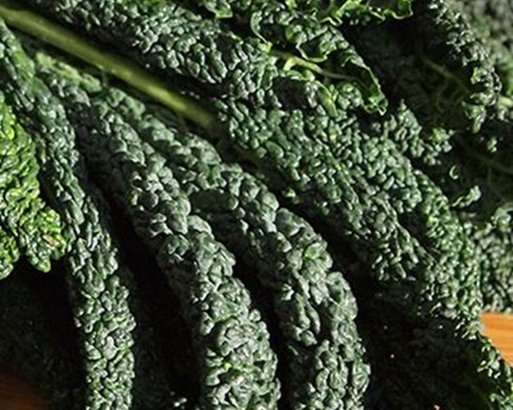 Kale (Cavolonero)