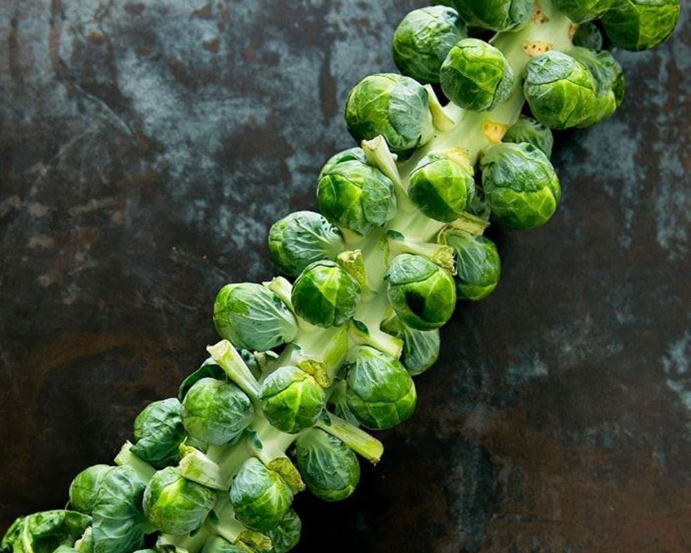 Brussel Sprouts stalk