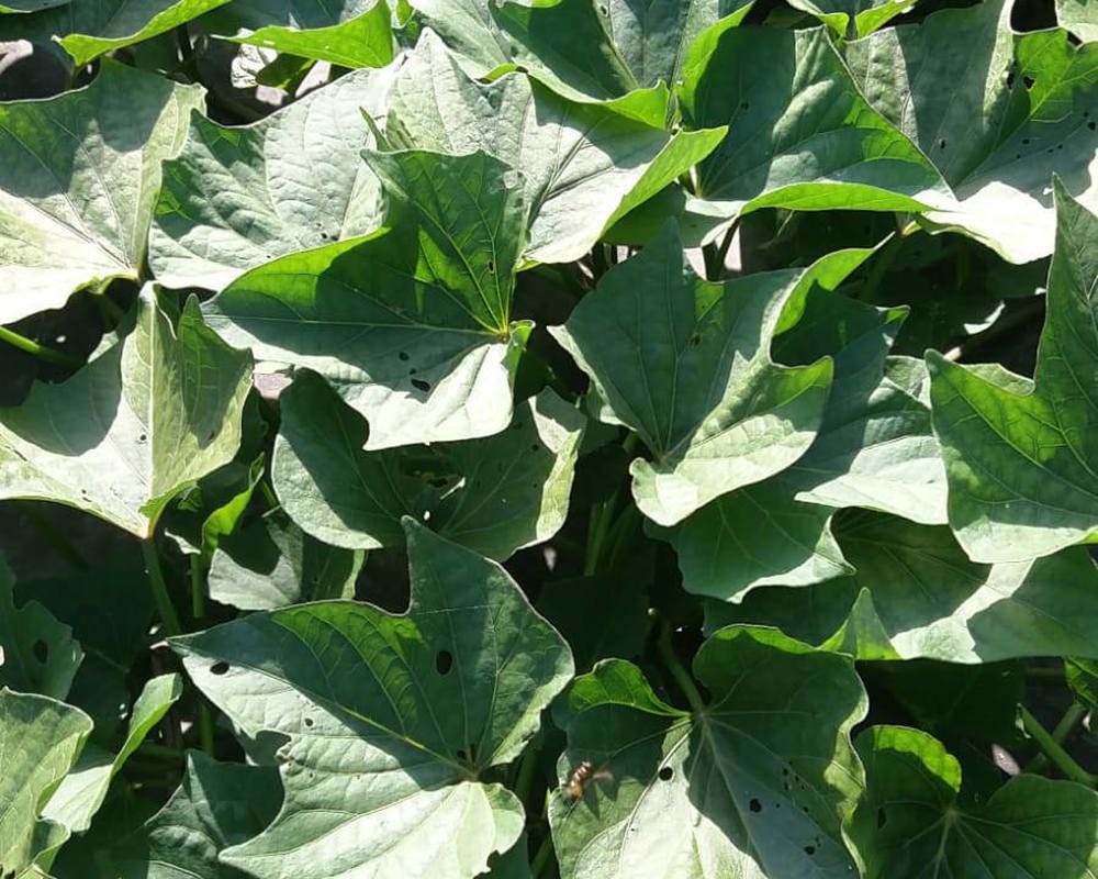Sweet potato leaves (100g)
