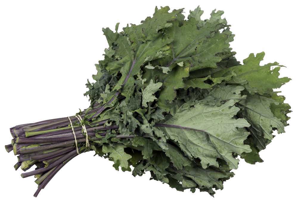 Kale Red Russian