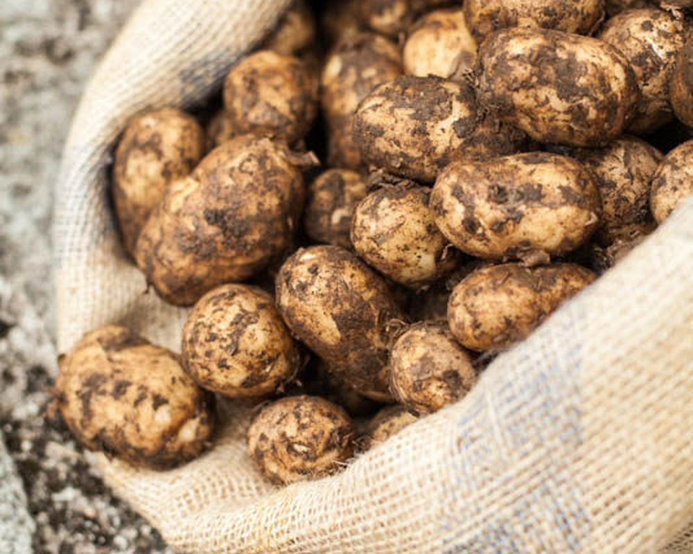 Organic UK Marfona or Red Cara Potatoes