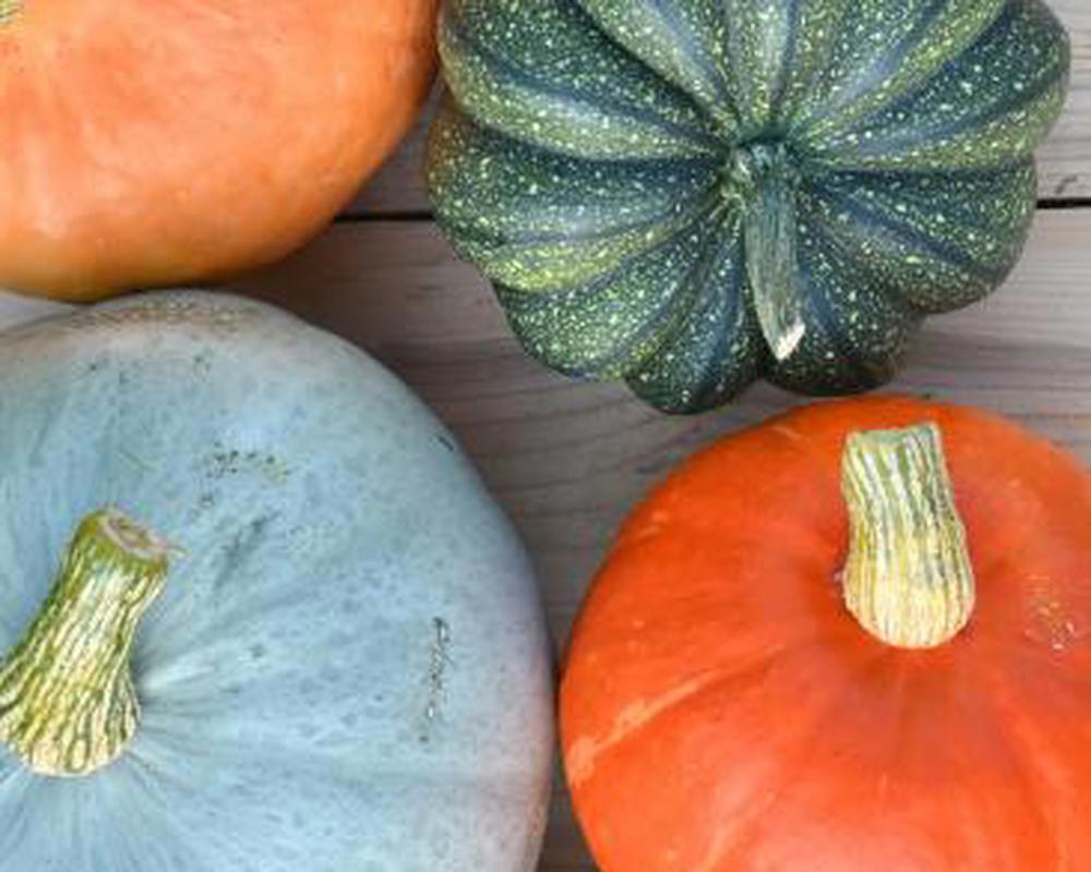 Squash
