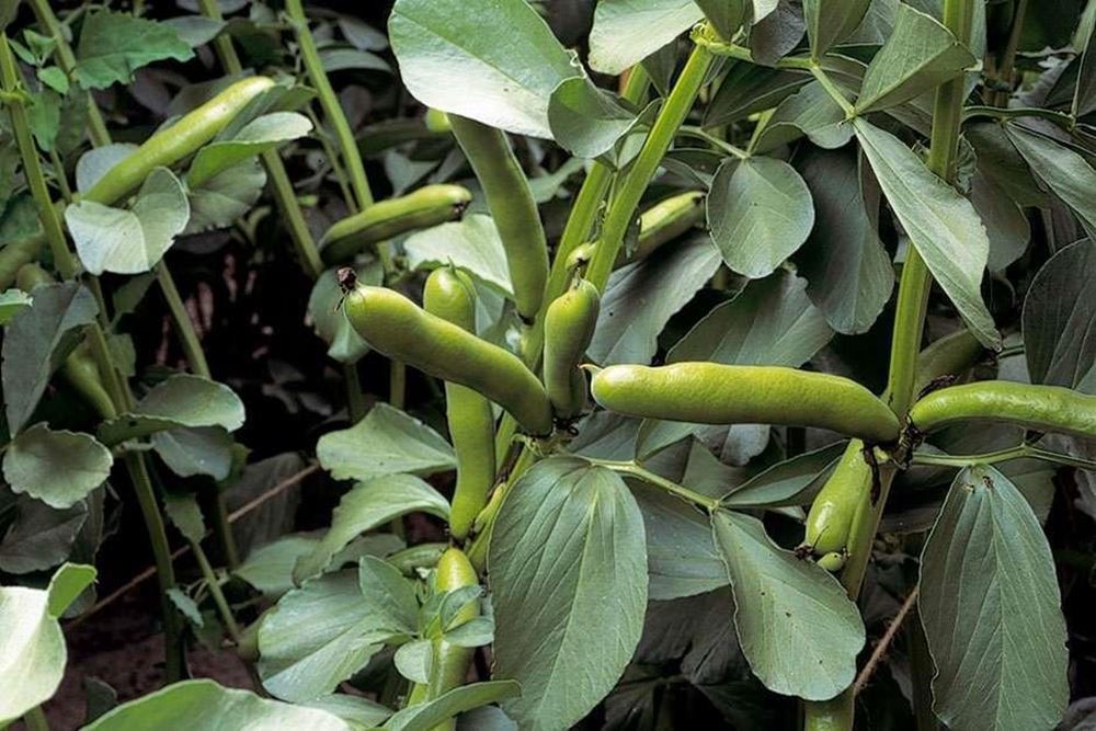 Broad Beans
