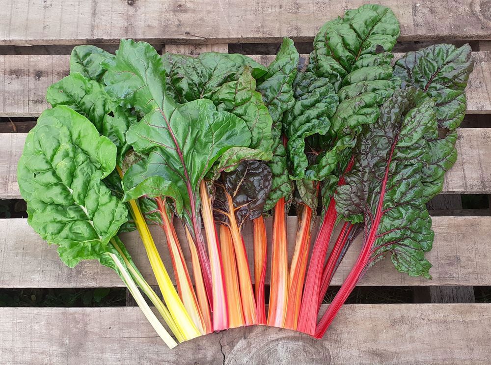 Rainbow Chard