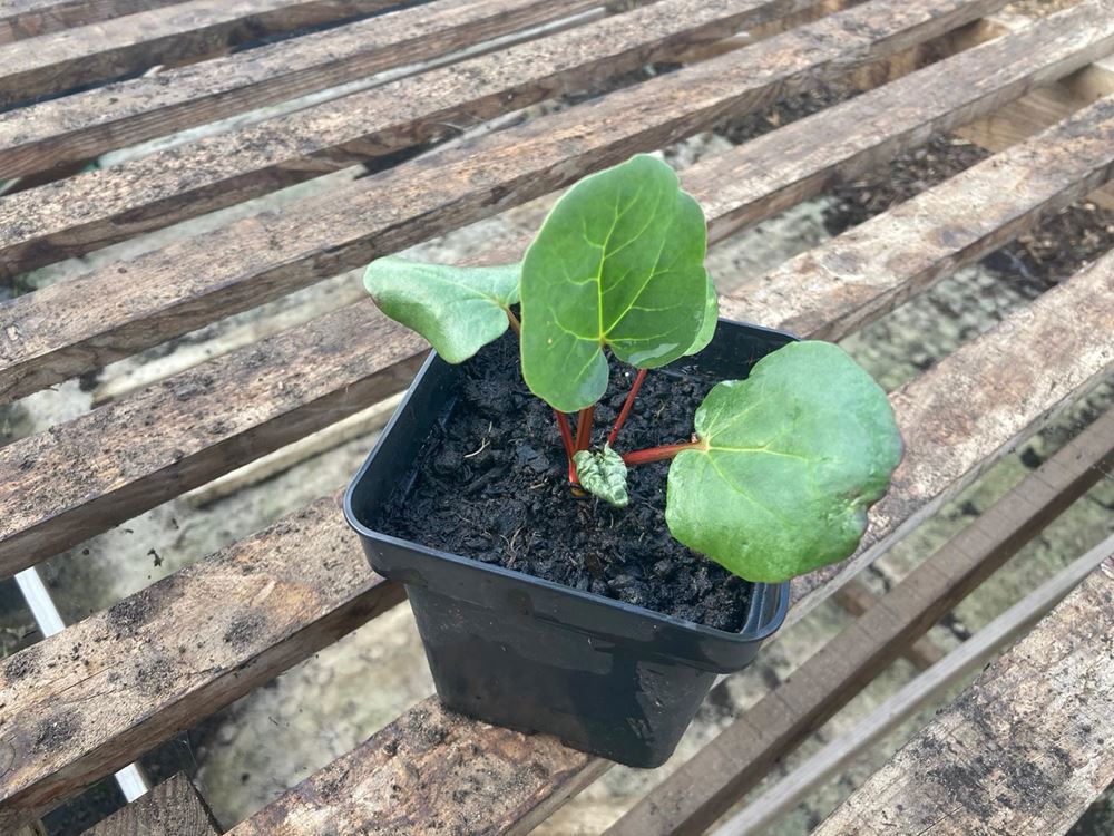 Rhubarb Plant - Victoria 1y/o