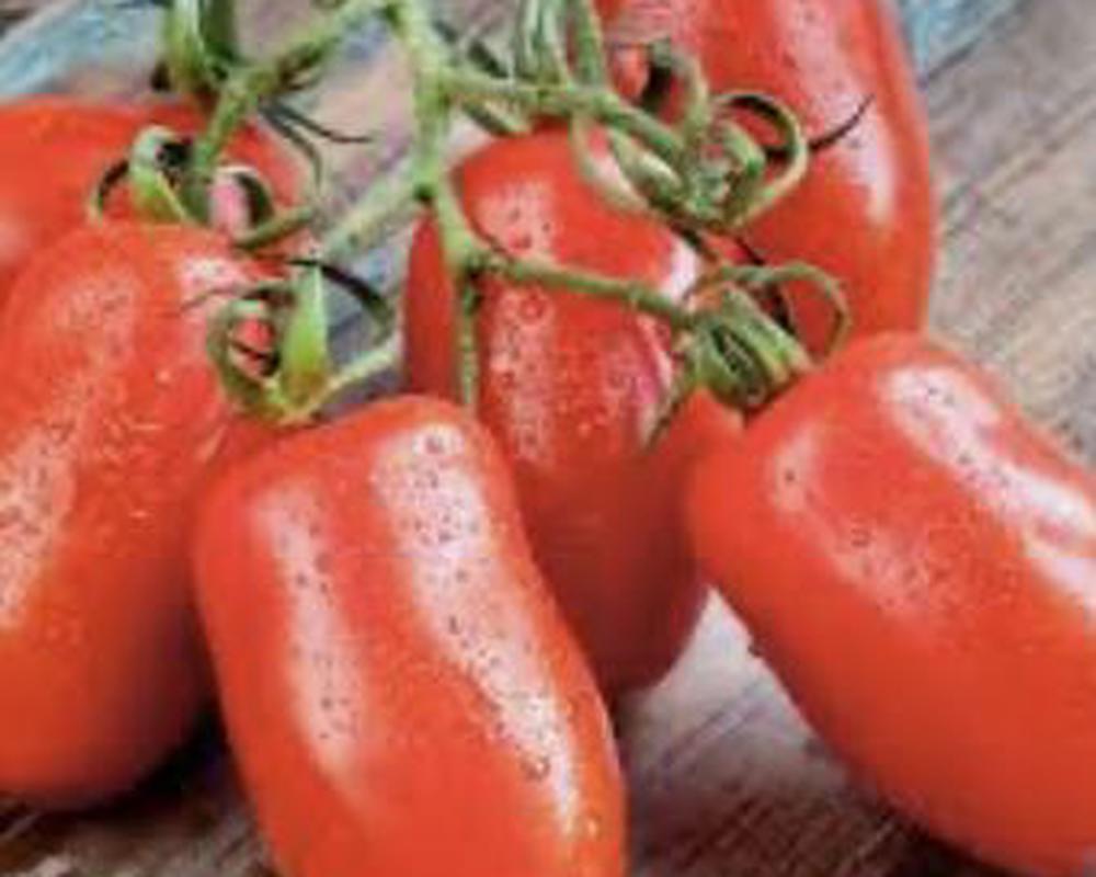 Tomato, San Marzano 🇬🇧