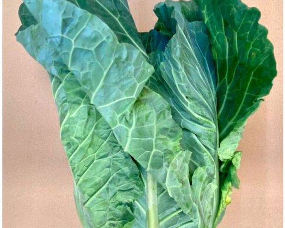 Cabbage: Spring Greens