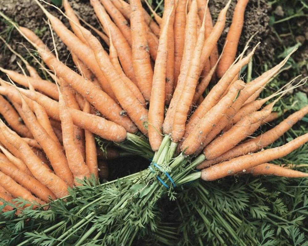 Carrots Bunch