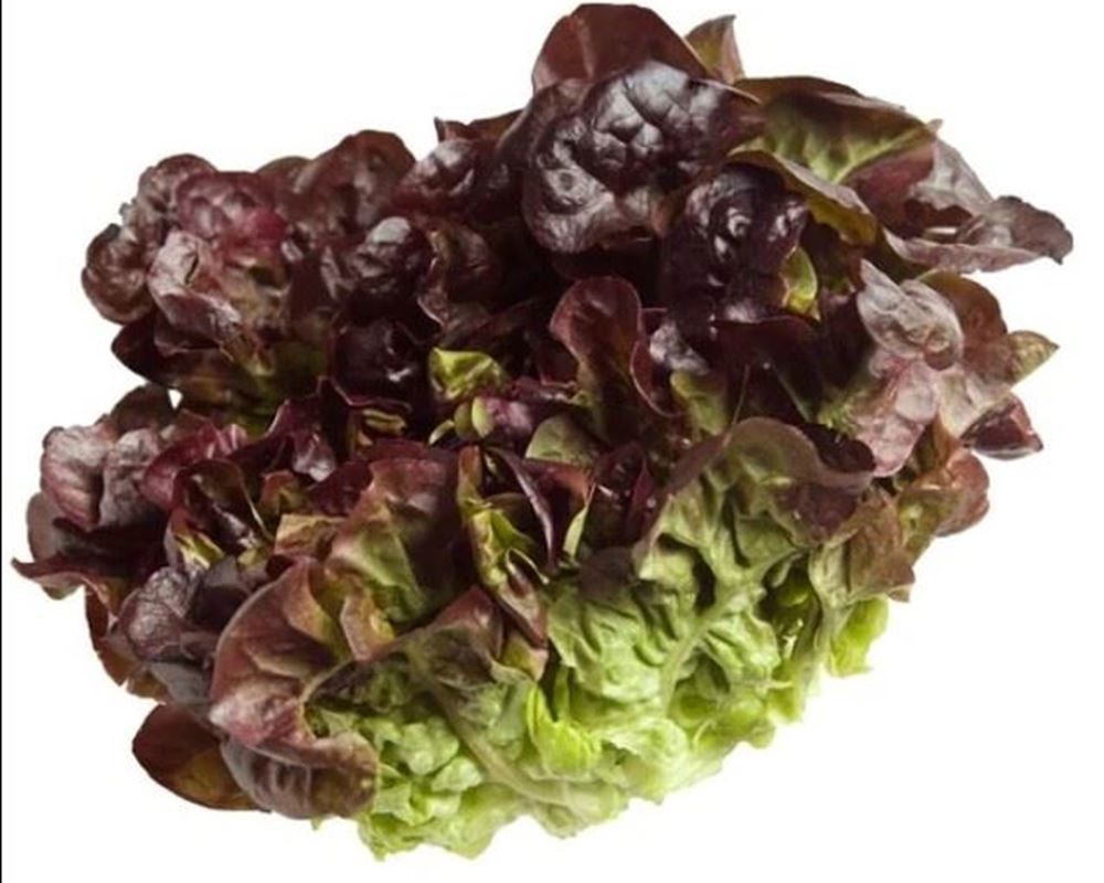 Lettuce- Oak Leaf