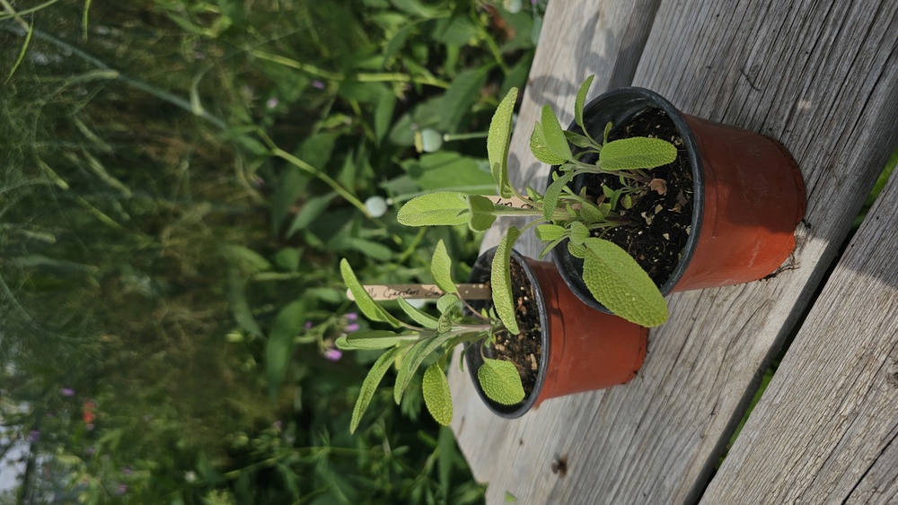 ( Potted x1) Garden Sage - small (Own Grown)